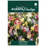 Genta Prestige Haseki Küpesi Çiçek Tohumu