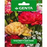Genta Prestige Karışık Renkli Iri Çiçekli Karanfil Tohumu – Kalıcı, Kokulu ve Pozitif Gelişimli Bahçe Çiçeği - 1 Adet