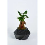 Geo Serisi Black Ficus Bonsai