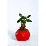 Geo Serisi Red Ficus Bonsai