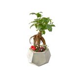 Geometrik Beton Saksıda Mini Ficus Ginseng Bonsai