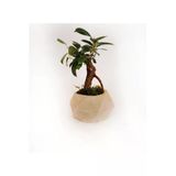 Geometrik Ficus Bonsai