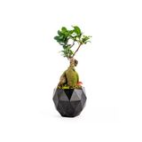 Geometrik Saksıda Ficus Ginseng Bonsai Tasarım - Black