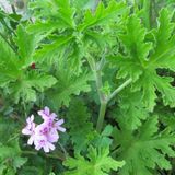 Geranium Seedling Rose Scented Itır Fidanı Fidesi Gül Kokulu 10-20 cm
