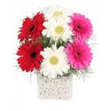 Gerbera Çiçeği Tohumu 5 Adet Tohum Jerbera Çiçek Tohumu