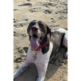 German Short Haired Pointer Notebook: Book for GSP Lovers, Dog Mom Present, Beach Journal