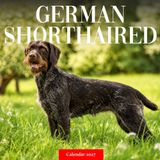 German Shorthaired Pointer Calendar 2027: Sporting Dog Photography