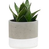 Ghogol Home Sukulent Kaktüs Beton Saksı - Beyaz