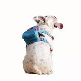 Gimme Five Mavi Çantalı Göğüs Tasması, Köpek Sırt Çantası – Göğüs Tasması İşlevli, Geri Dönüştürülmüş Malzeme, Ayarlanabilir, Çok Cepli, 5 Renk Seçenekli, Small Recycled