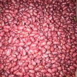 Gina Oturak Fasulye Tohumu 100 Gr