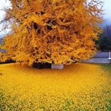 Ginkgo Biloba Mabet Ağacı 20 cm
