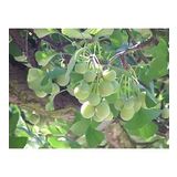 GINKGO biloba Mabet Ağacı Tohumu (3 tohum)