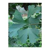 Ginkgo Biloba Yaprağı 100 Gr Taze Yaprak