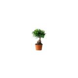 Ginseng Bonsai