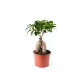 Ginseng Ficus Bonsai 35-45 cm