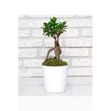 Ginseng Ficus Bonsai 81 Seramik Beyaz Saksılı