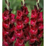 Gladiolus Bizet Kırmızı Glayör Çiçeği Soğanı (2 Adet)