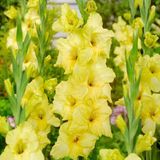 Gladiolus Bnova Lux Sarı Glayör Çiçeği Soğanı (2 Adet)