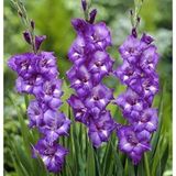 Gladiolus C.mojito Glayör Çiçeği Soğanı (2 Adet)