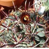 Glandulıcactus Mathssoni Kaktüs Çiçeği Tohumu (5 tohum)