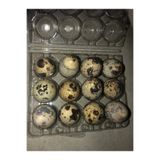 Gli Gatto Coffee Bıldırcın Yumurtası 4 Paket 48’li