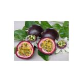 Gloria Tüplü Passion Fruit -tutku-aşk Meyvesi Fidanı 4 Yaş (150-200 Cm)