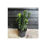 Gloria TÜPLÜ YEŞİL TAFLAN FİDANI BOY 40-50CM