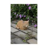 Gndz Store Hi-Line Hediye Ltd Heykel, Uyuyan Tekir Kedi, Turuncu - 0 - Siyah - Option-1
