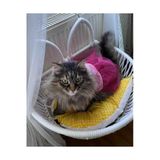Gobo Pembe Kareli Fiyonklu Tullu Kedi Kopek Kiyafeti Elbisesi Xsmall/Xs/Beden 0
