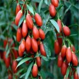 Goji Berry Fidanı Tüplü Meyve Verme Yaşında