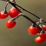 Goji Berry Kurt Üzümü Tohumu (1000) Tohum)