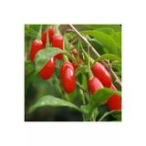 Goji Berry Kurt Uzumu Tohumu (5 Tohum)