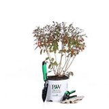 Goji Berry Tohumu Ekim Seti 10 Tohum Gojiberry +Saksı +Toprak