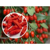 Goji Berry Tohumu Kurt Üzümü Gojiberry 100 Tohum+ Tohum
