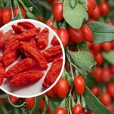 Goji Berry Tohumu Kurt Üzümü Tohumu 15 Tohum+Saksı+Toprak+