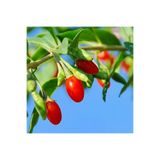 Gojiberry Fidanı Doğanın Mucizesi Gojiberry'yi Bahçenize Taşıyın Lycium Barbarum 1adet 1027853
