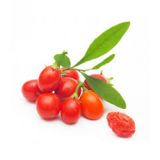 Gojiberry Tohumu 10 Tohum Goji Berry + Tohum