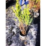 Gojiberry Turkiye Yaban Mersini Fidanı Mavi Yemiş Blueberry 2 Yaş
