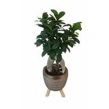 Gold Damla Saksıda Ficus Ginseng Bonsai