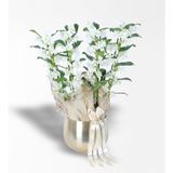 Gold Metal Saksıda 4 Dallı Bambu Orkide (Dendrobium) Aranjmanı