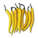 Golden Acı Cayenne Biber Tohumu 20 Tohum + Saksı+ Toprak+Hediye T