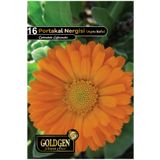 Goldgen Pro Seed Portakal Nergisi (Aynı Sefa) Çiçeği Tohumu