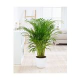 GoldLotus Areka Palmiyesi - Areca Palm 90-100 Cm