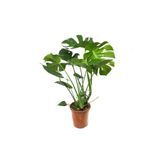 GoldLotus Deve Tabanı Bitkisi 60-70 Cm Monstera Deliciosa Özel Kutulu