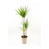 GoldLotus Dracena Marginata 2'li Madagaskar Dragon Ağacı 2'li 80-100 Cm