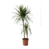 GoldLotus Dracena Marginata Bitkisi - Madagaskar Dragon Ağacı 2'li 90-110 Cm