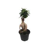 GoldLotus Ficus Gingseng Bonsai 100-200 Gr