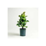 GoldLotus Ficus Lyrata Bambino - Keman Yapraklı Kauçuk Bitkisi