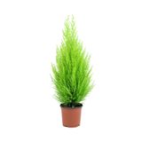 GoldLotus Limon Kokulu Servi Cupressus Ev Ofis Salon Çamı 30-40 Cm Limoni