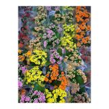 GoldLotus Mini Kalanşo Çiçeği 5,5cm Saksılı 3 Adet Şaşırmak Yok En Üst Kalite